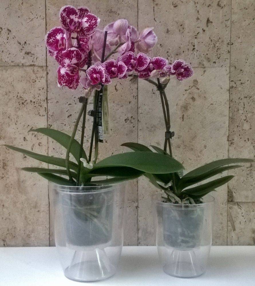 Горшок для фаленопсиса стеклянный и другие: как выбрать, какая емкость нужна орхидеям, чтобы пересадить растения, а также фото разной тары